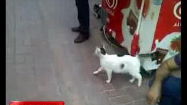 Кот атакует Ротвейлера смотреть онлайн