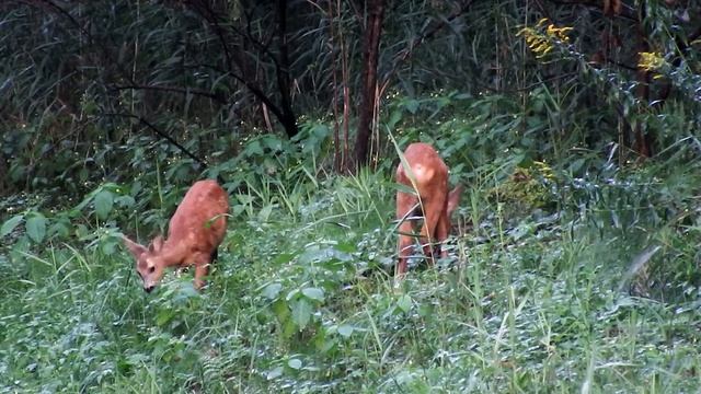 Stirnēni – Детеныши косули - Roe deer cubs смотреть онлайн