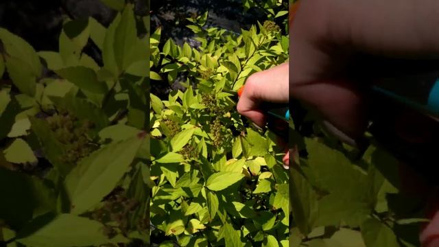 ⠀⠀Стрижка летнецветущих сортов спиреи ? #спирея #садоводство #дача #ландшафтныйдизайн #ландшафт смотреть онлайн