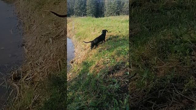 ВОТ ТАК ГУЛЯЕТ ТАКСА И РЫБА смотреть онлайн