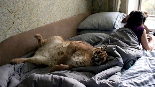 Шлепа рекламирует матрасы.(Официальный перезалив) смотреть онлайн