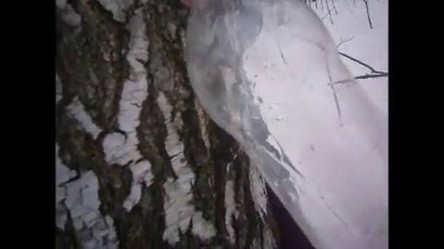Сбор берёзового сока