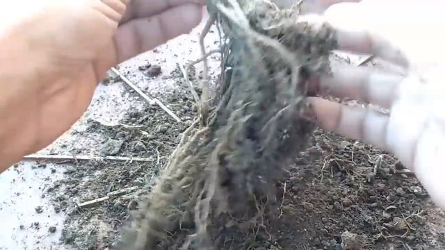 How to make Bougainvillea Bonsai, Soil mix for Bougainvillea Bonsai смотреть онлайн