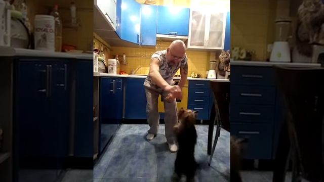 #Танцующий йорик# йоркширский терьер@ дрессировка#