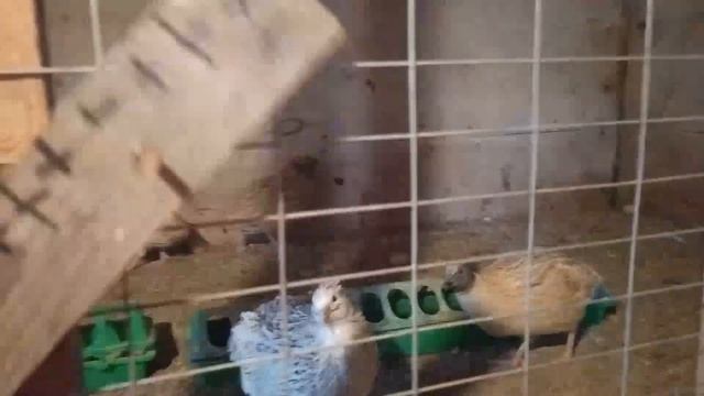 Снизилась яйценоскость у перепелов|Поменяли перепелиный корм на корм несушка для кур смотреть онлайн