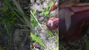 Копаем Даниловский лук , местный сорт Ярославской области (1-2 луковицы в гнезде) июль 2018 года