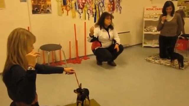 Эстонский Клуб Русского Тоя Как наладить контакт с тоем М Рооз, Таллинн 24 01 13 смотреть онлайн