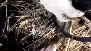 КЛАД СЕРЕБРА! РАСПАШКА РУБЛЕЙ!!!