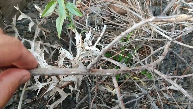 Лесосад в жару без полива. Продолжение... смотреть онлайн