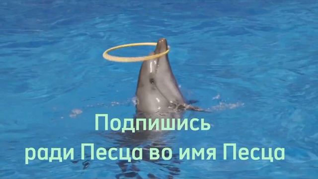 УРА! 30 ПОДПИСЧИКОВ | спасямба за поддержку #песец #ура смотреть онлайн