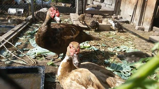 Утята индоутки смотреть онлайн