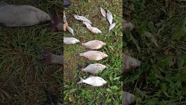 Съездил с утра на рыбалку. Половил не много. 👍👍👍 смотреть онлайн