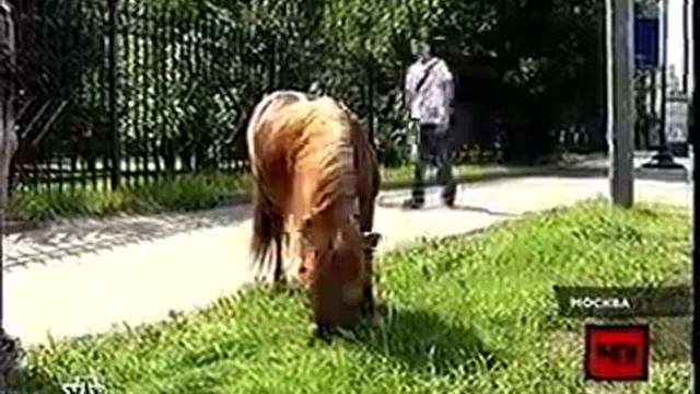 Лошадь на Третьем Транспортном Кольце Москвы смотреть онлайн