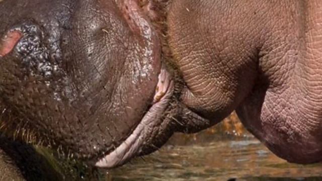 Толпа людей наблюдали за рождением бегемотика , прямо в зоопарке! смотреть онлайн