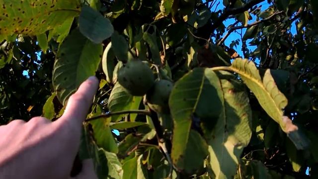 грецкий орех смотреть онлайн