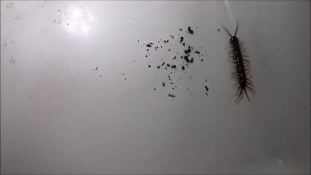 Sorting minibeasts смотреть онлайн