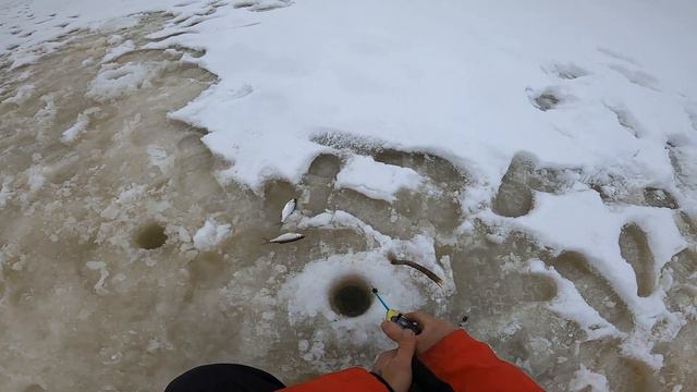 ПОДКОРМИЛ И НАЛОВИЛ Синец,Плотва смотреть онлайн