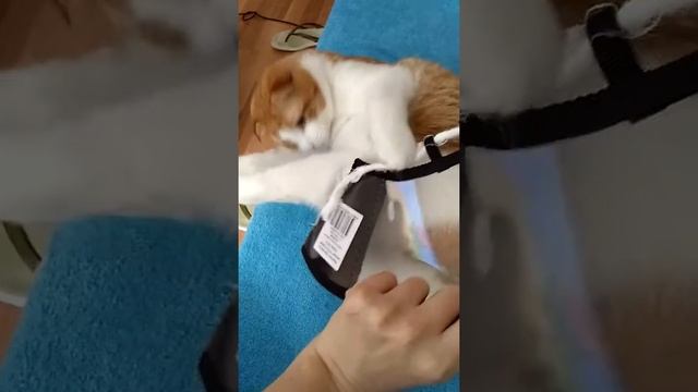 Второй день после кастрации смотреть онлайн