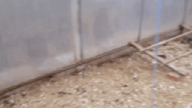 Куры Джерсийский гигант, породные признаки. смотреть онлайн