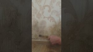 Как удалить плесень с обоев