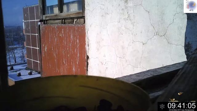 крышка онлайн - синички и воробьи - 29.10.2017