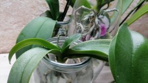 почему орхидеи без грунта наращивают корни очень быстро