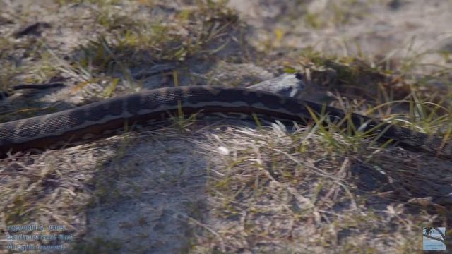 magpies carpet python - no one wants to die смотреть онлайн