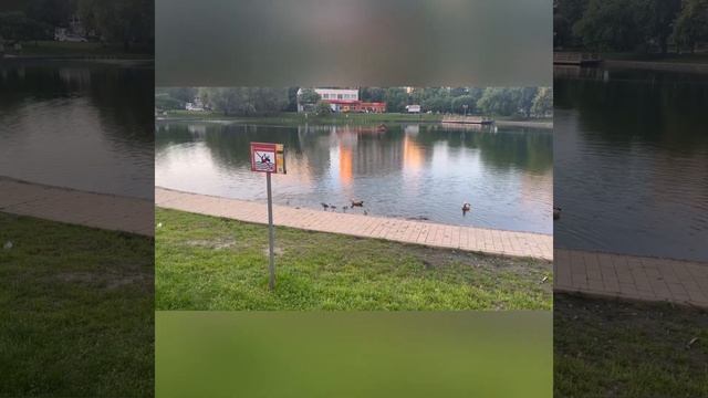 Утки-Огарь и их утята! смотреть онлайн