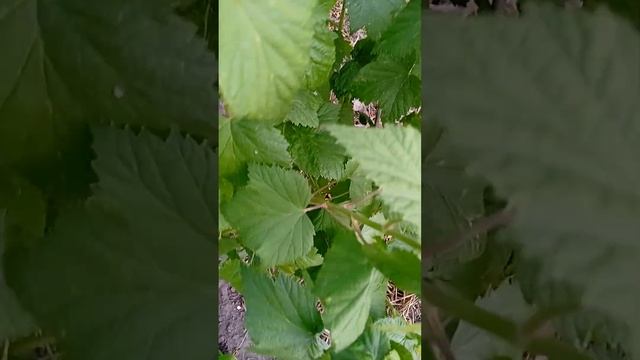 У смородины желтеют листья. Что это означает и что делать. смотреть онлайн