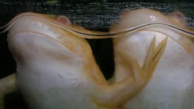 "Шнаппи" - Крокодил смотреть онлайн