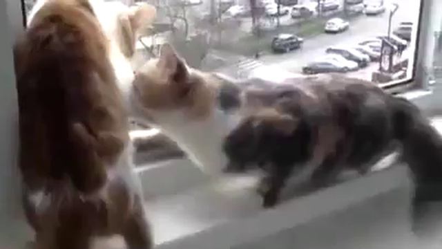 КОТ КУСАКА !!! смотреть онлайн