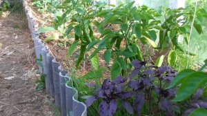 Спараксис цветёт. Цветы в конце июля 2019.