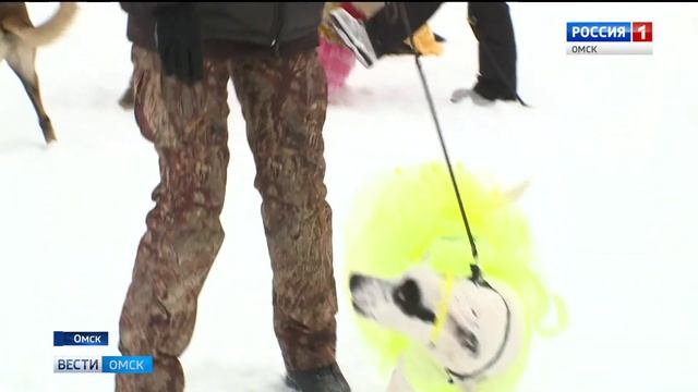 желтые собаки смотреть онлайн