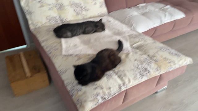 Спокойный вечер кота Мыра, кошки Маши и их преданного друга собаки Марты смотреть онлайн