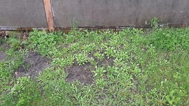 Ирга где сажать? смотреть онлайн