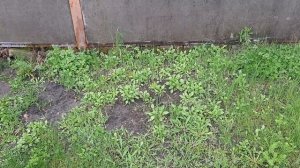 Ирга где сажать?