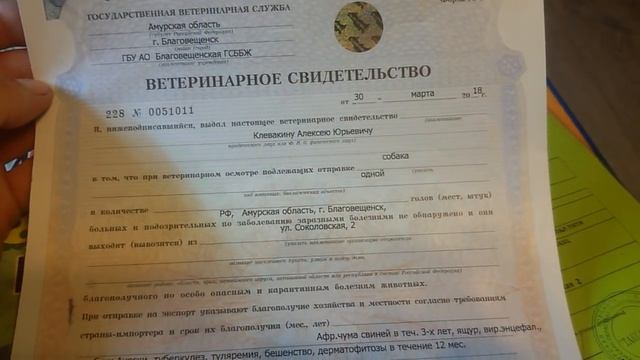 Бугай Алабай Янбай собирается в дорогу. Возраст 4 мес и 10 дней. смотреть онлайн