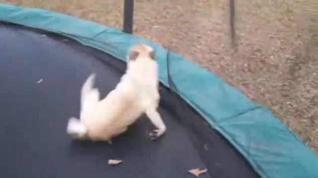 Pug Goes Psycho On Trampoline смотреть онлайн