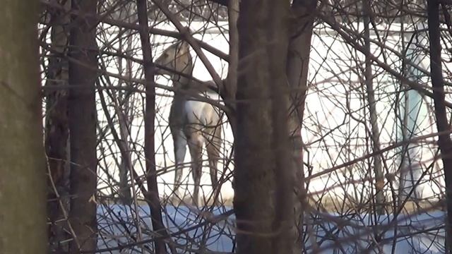 Косуля ест веточки деревьев смотреть онлайн