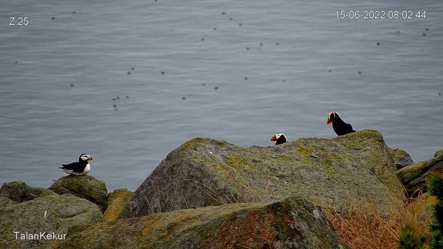 Остров Талан смотреть онлайн