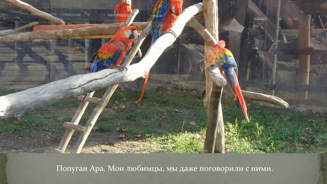 Мое путешествие в Сафари-парк смотреть онлайн