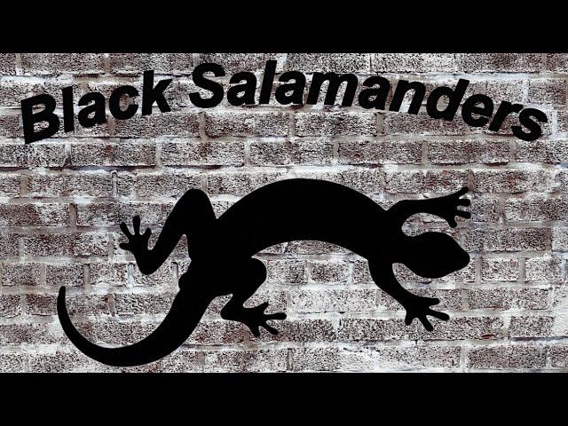 Один день из жизни нашей гильдии! Albion Online. Ги "Black Salamanders" смотреть онлайн