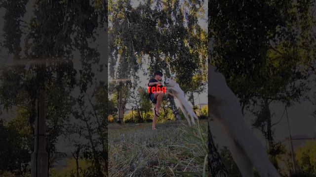 #дрессировкасобаки #собакадругчеловека #овчарка #бшо #дрессировка #дрессировкащенка #собака