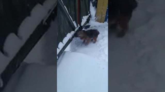 Снежное утро в Сибирской деревне смотреть онлайн