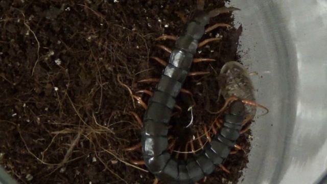 Домовладелец Мастер