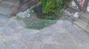 Дорожки из природного камня своими руками.