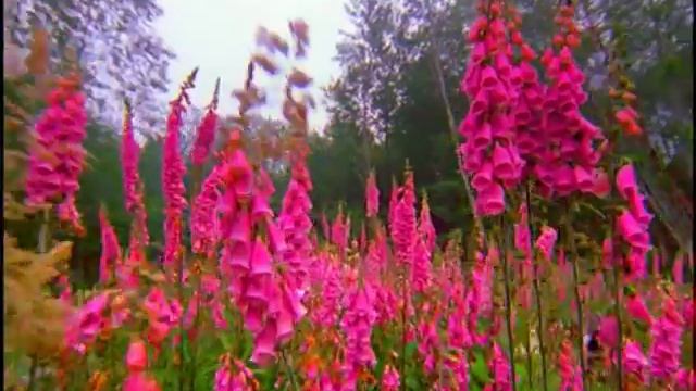 казачья доля - студия звукозаписи Art-Music смотреть онлайн