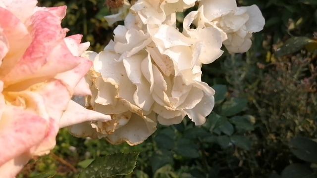 #роза Айсфогель, Гуэрнси, Метаморфоза, Глория Дей? 25 августа смотреть онлайн