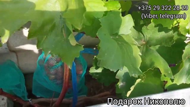 Часть 3. Виконт, Белая Леди, Подарок Никополю, Брависсимо, Черный рояль. Виноград в Беларуси. 28.09 смотреть онлайн