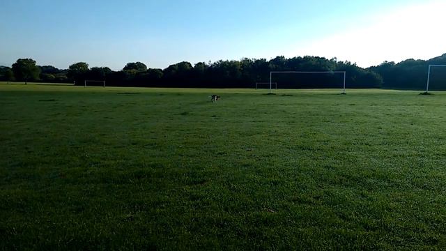 Amazing Beagle Obedience Training смотреть онлайн